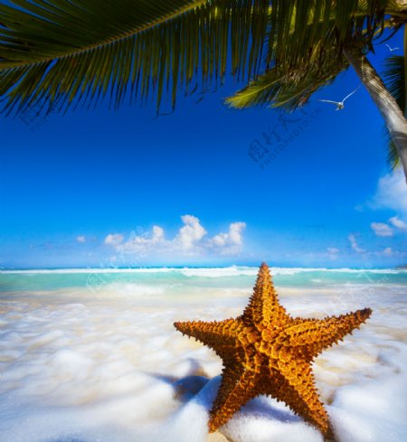 沙滩上的海星摄影图片
