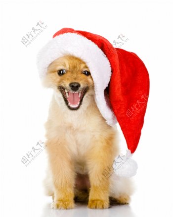 圣诞帽小狗图片