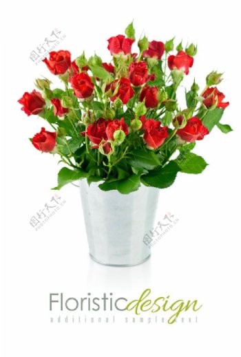 花盆里的玫瑰花图片