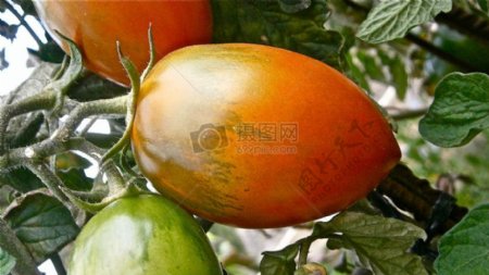 新鲜蔬菜柿子