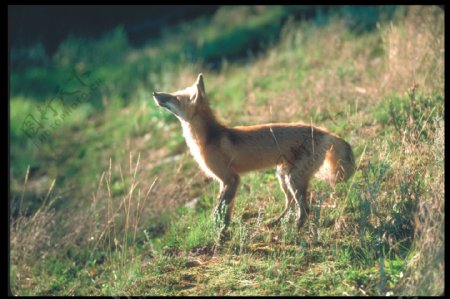 一只狐狸图片