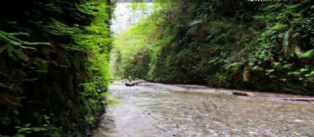 幽绿山谷小溪流水蕨类植物轻飘实拍高清视频素材