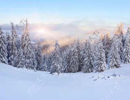 美丽冬天树林雪景图片