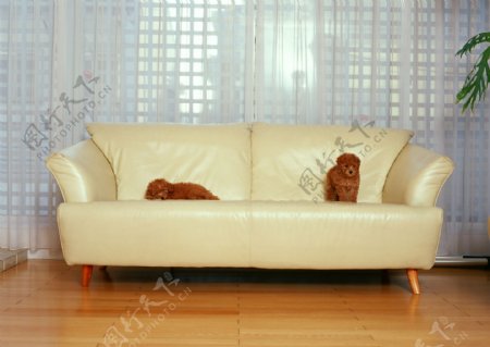 沙发的两只小狗图片