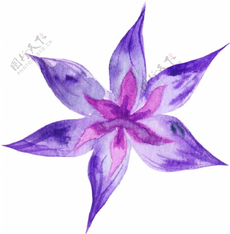 一朵紫色美丽花朵图片素材