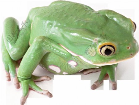 绿色漂亮的大青蛙免抠png透明图层素材