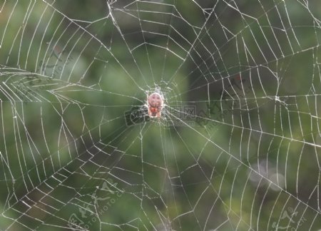 自然动物户外昆虫蜘蛛网页错误蜘蛛网