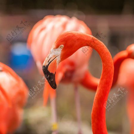 火烈鸟头部特写图片