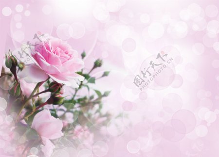 温馨浪漫鲜花背景图片