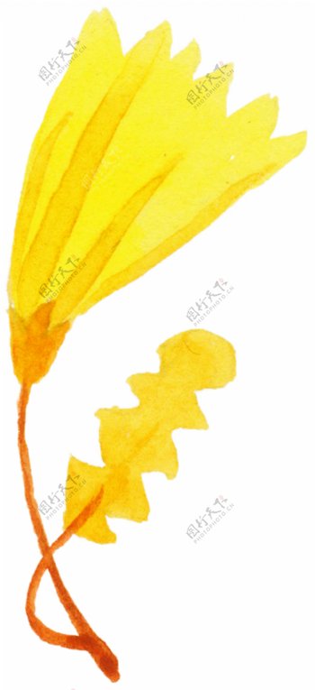 黄色花朵图片素材