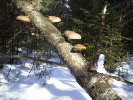树枝上的蘑菇