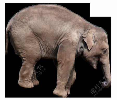 棕色皮肤大象图片免抠png透明图层素材