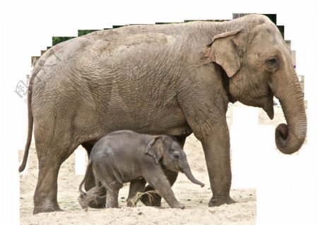 两只母子大象图片免抠png透明图层素材