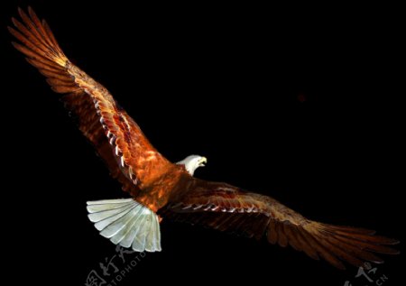 展翅翱翔的老鹰图片免抠png透明图层素材