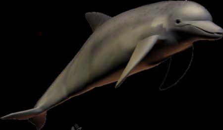 深灰色的海豚图片免抠png透明图层素