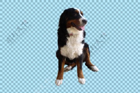可爱宠物小狗图片免抠png透明图层素材