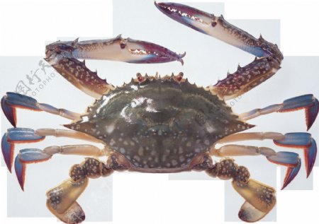 蓝色螃蟹图片免抠png透明图层素材