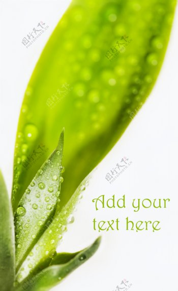 带水珠的绿色植物图片