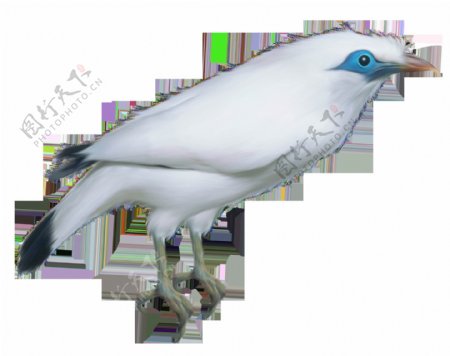 白色羽毛小鸟图片免抠png透明图层素材
