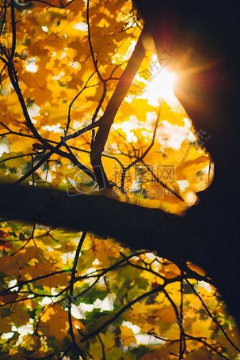 自然阳光外公园树叶树秋橙色颜色黄金光