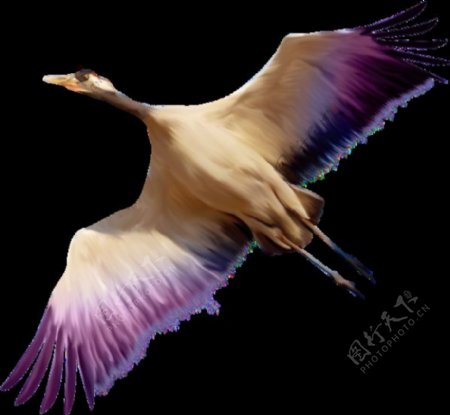 彩色飞翔的鸟图片免抠png透明图层素材