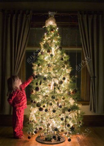 小女孩与圣诞树图片