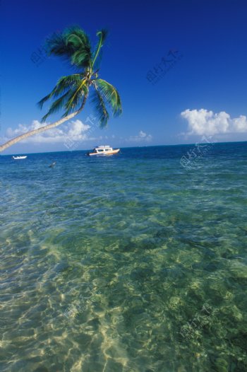 清澈透明的加勒比海岸图片图片