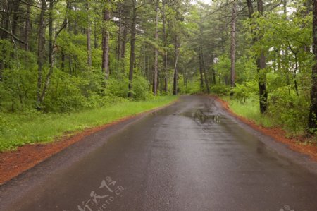 下过雨的公路和树林图片