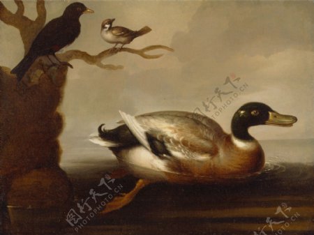 游泳的鸭子油画图片