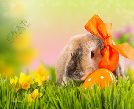 草地上的兔子彩蛋图片