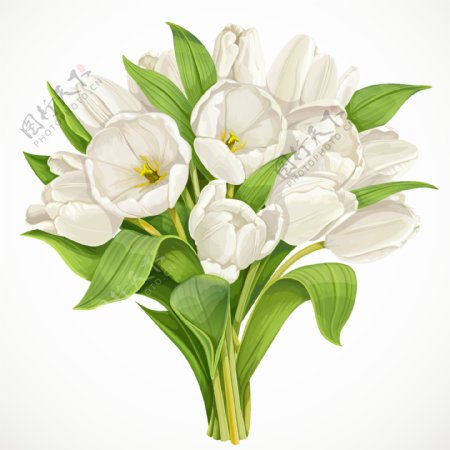 白色花朵植物