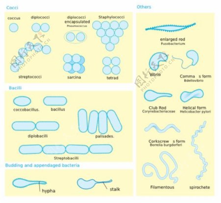 细菌形态图