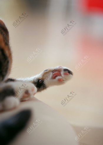猫猫的可爱小爪图片