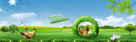 绿色家禽鸡鸭网页banner图片