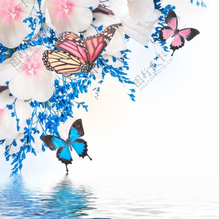 美丽的画面花朵蝴蝶图片