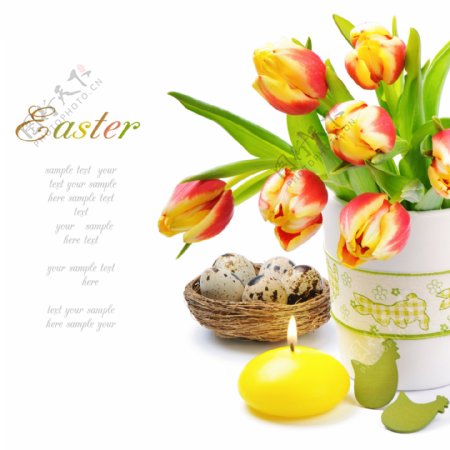 鸟蛋与郁金香鲜花图片
