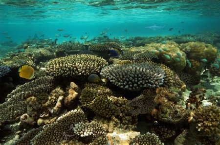 高清美丽海底珊瑚世界图片