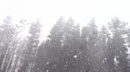 大雪纷飞的树林视频