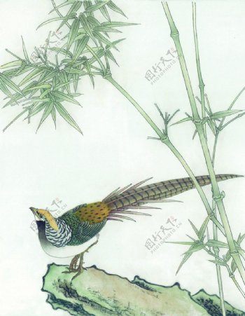竹子与小鸟插画图片