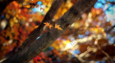 秋天枫树与枫叶图片
