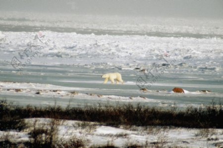冰雪上的北极熊图片
