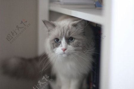 蓝白猫猫视觉布娃娃