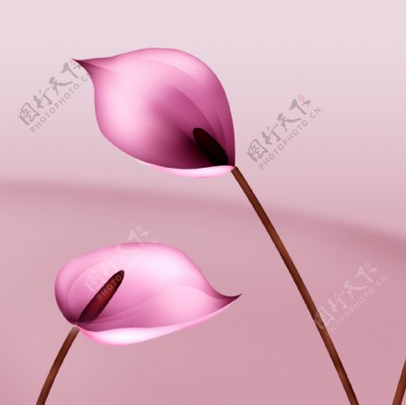 粉色马蹄莲装饰画