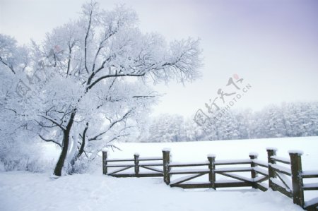 雪地里的树与围栏图片
