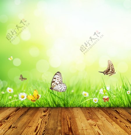 木板上飞着的蝴蝶图片