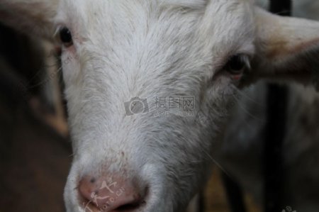 可爱眼睛白宝贝山羊