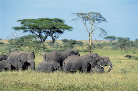 野外的大象群图片