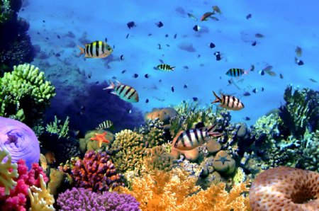 海底珊瑚中的鱼图片