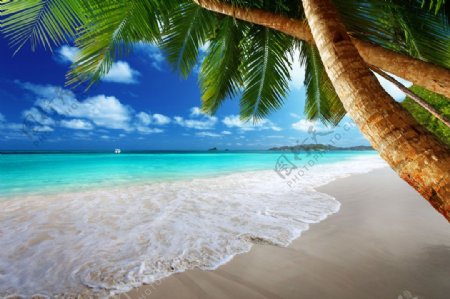 沙滩椰树和海浪图片