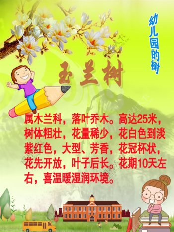 幼儿园的玉兰树